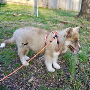 Copper Husky