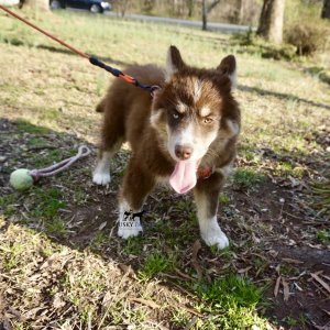 Copper Husky