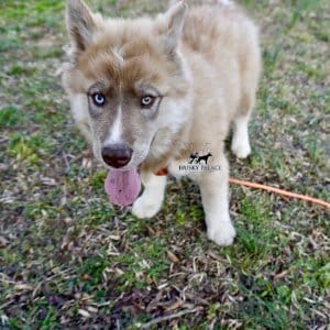 Copper Husky