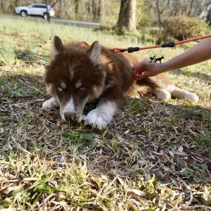 Copper Husky