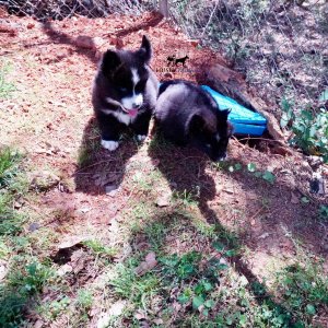 Huskies for sale