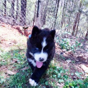 Huskies for sale