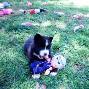 Huskies for sale