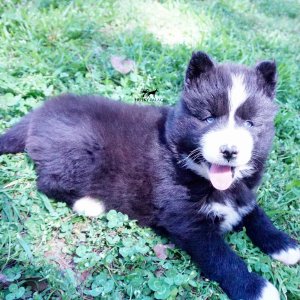 Huskies for sale