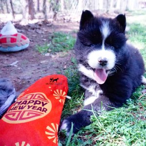 Huskies for sale