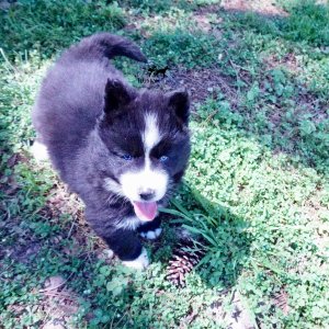 Huskies for sale