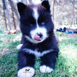 Huskies for sale