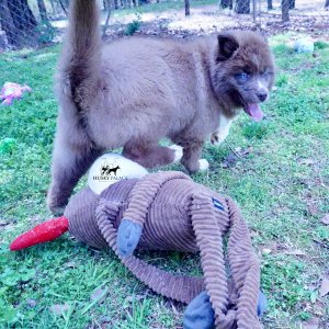 Husky Dog Breeders