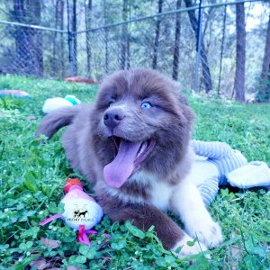 Husky Dog Breeders