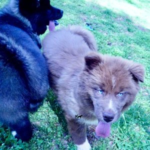 Husky Dog Breeders