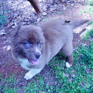 Husky Dog Breeders