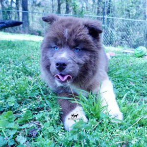 Husky Dog Breeders
