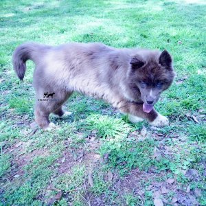 Husky Dog Breeders