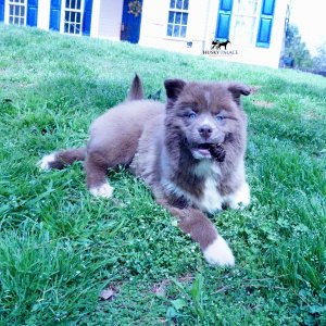 Husky Dog Breeders
