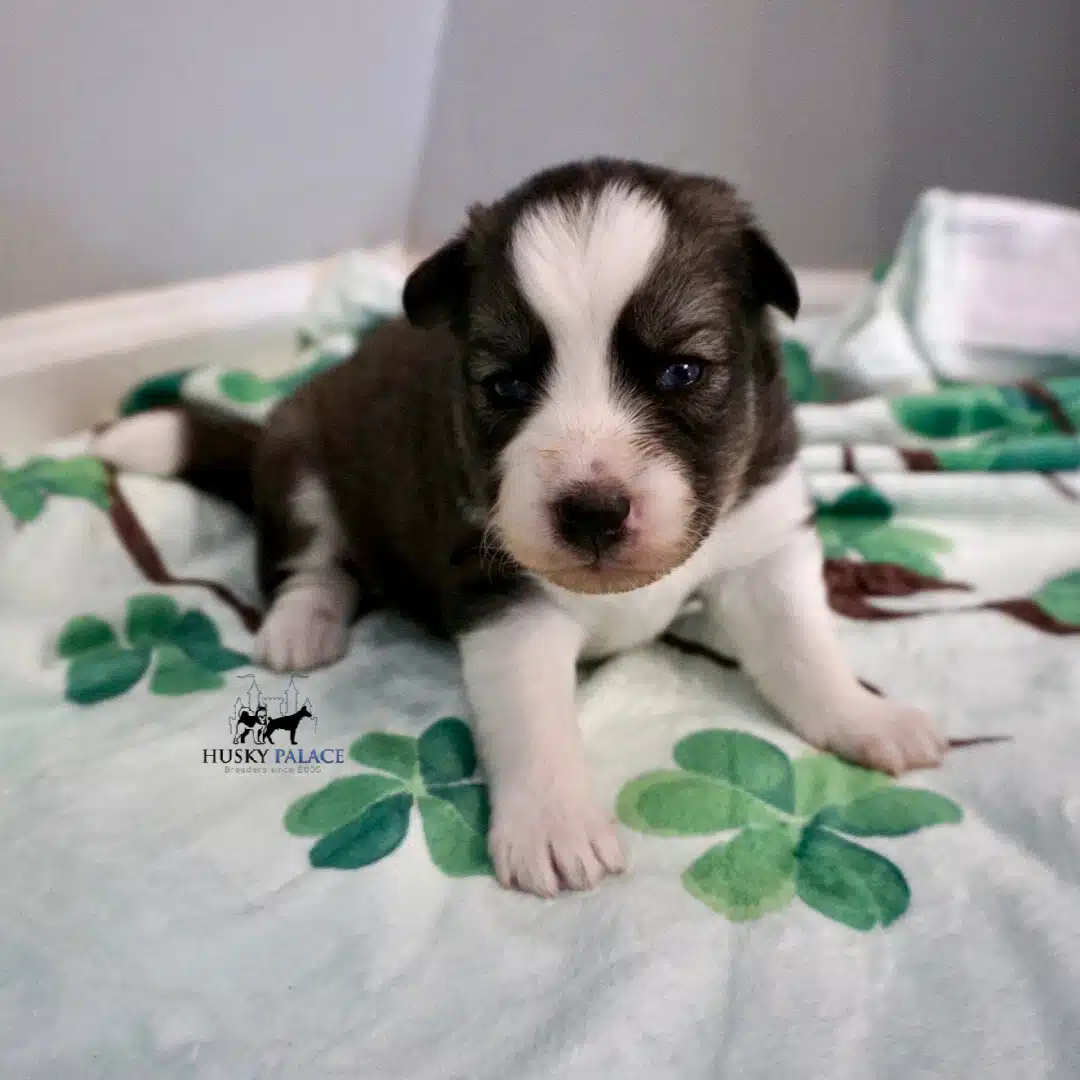 Husky litters