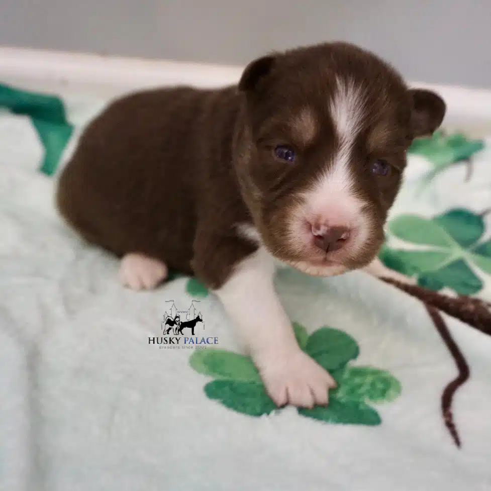 Husky litters