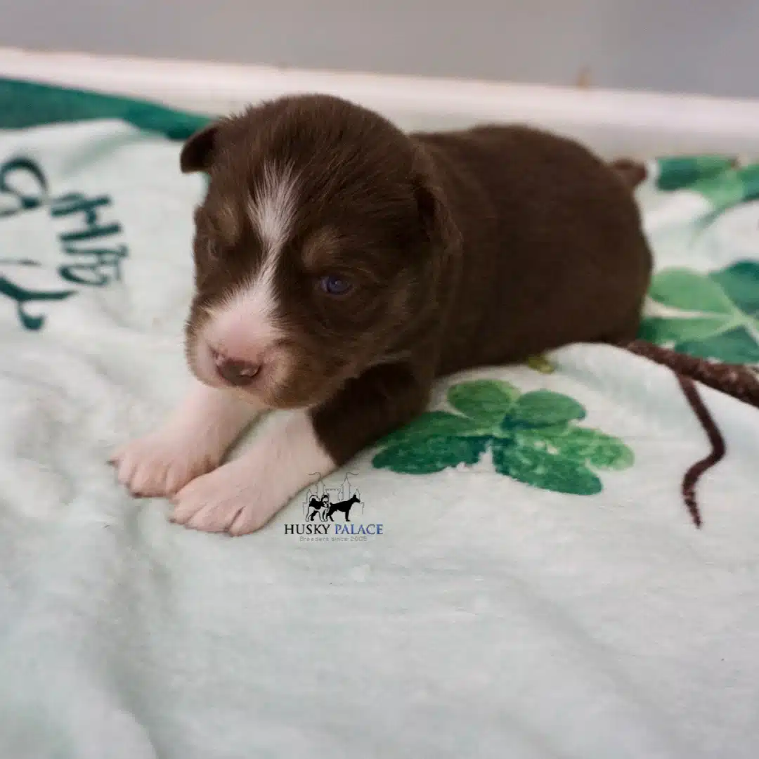 Husky litters