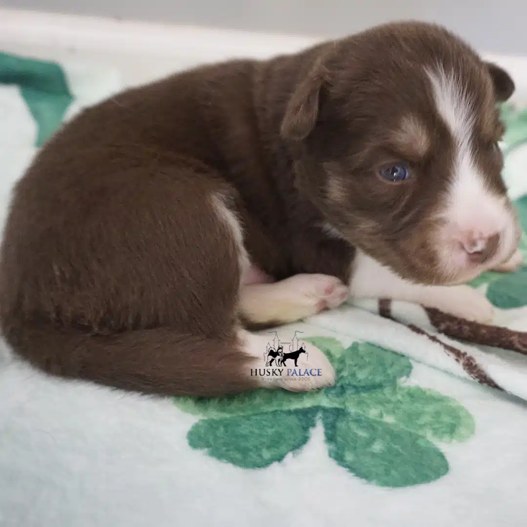 Husky litters