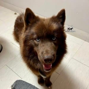 akc solid brown husky