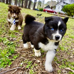 Pet Husky