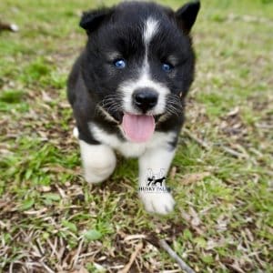 Pet Husky