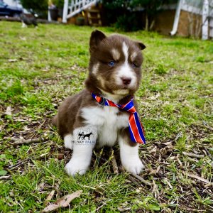 Pure Husky