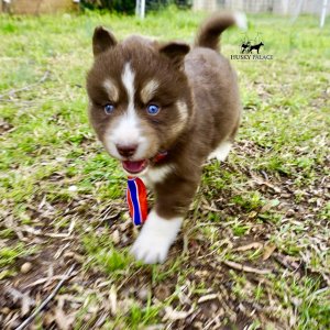 Pure Husky