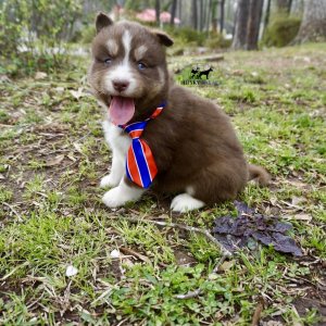 Pure Husky