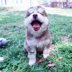 Purebred Husky Breeders