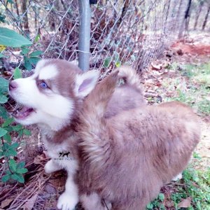 Purebred Husky Breeders