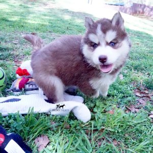Purebred Husky Breeders