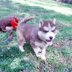 Purebred Husky Breeders