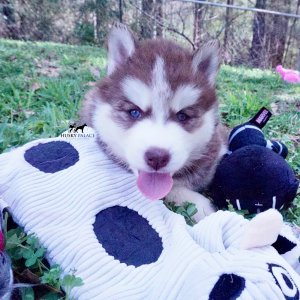 Purebred Husky Breeders