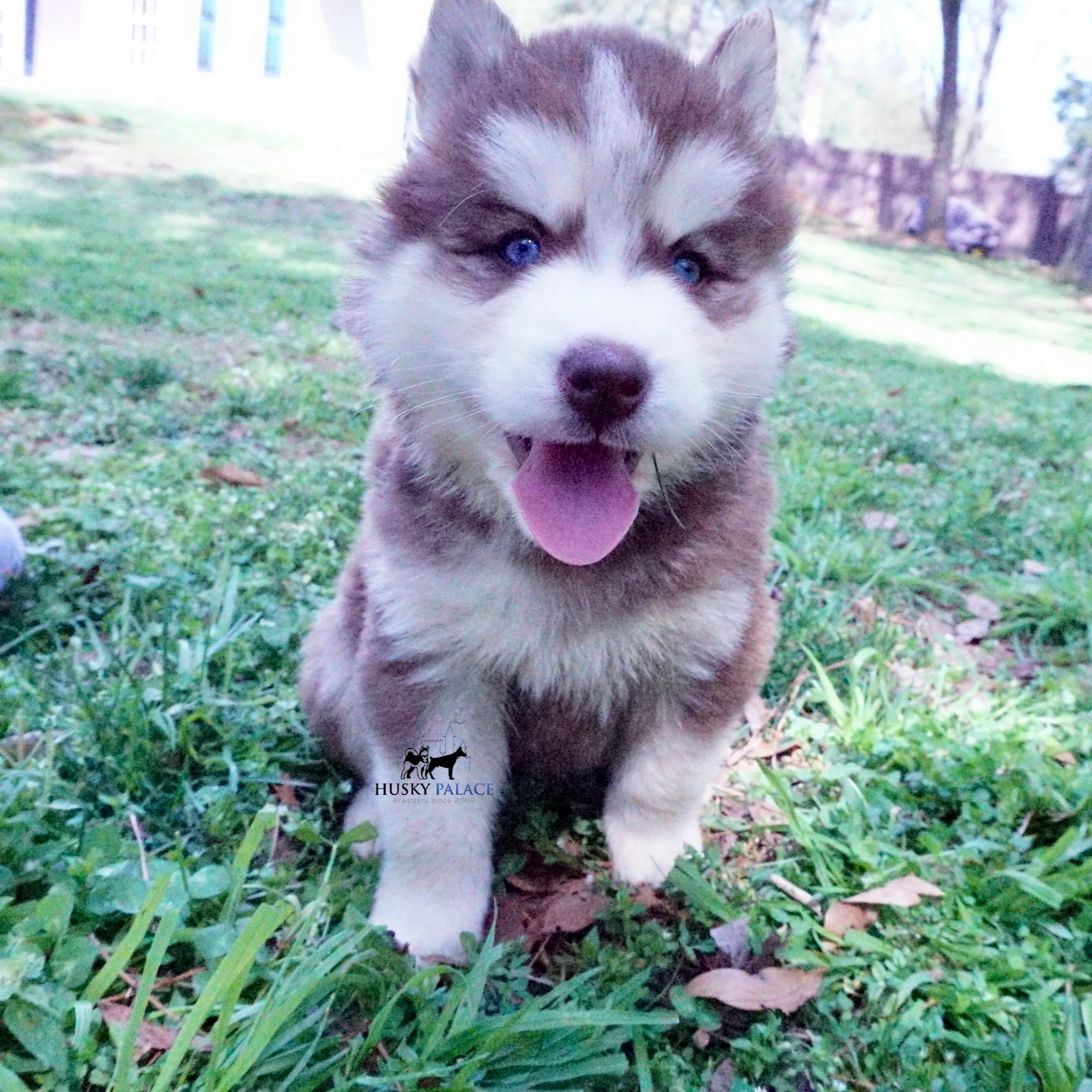 Purebred Husky Breeders