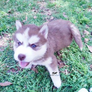 Purebred Husky Breeders
