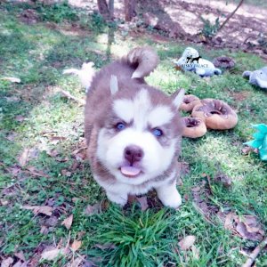 Purebred Husky Breeders