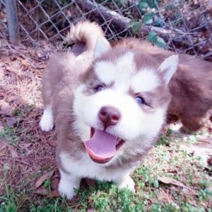 Purebred Husky Breeders