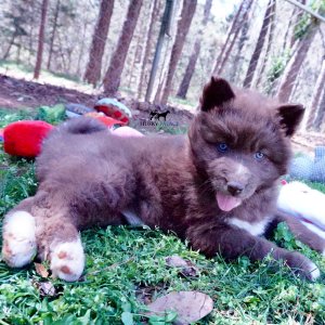Reputable Husky Breeders