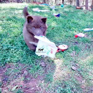 Reputable Husky Breeders