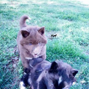 Reputable Husky Breeders