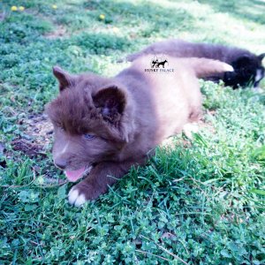Reputable Husky Breeders