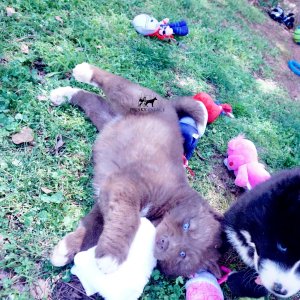 Reputable Husky Breeders