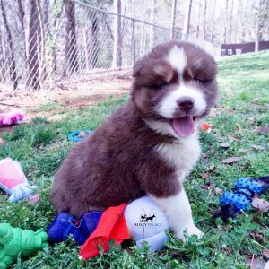 Siberian Huskies for Sale