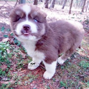 Siberian Huskies for Sale