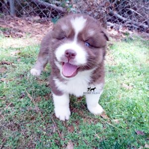 Siberian Huskies for Sale