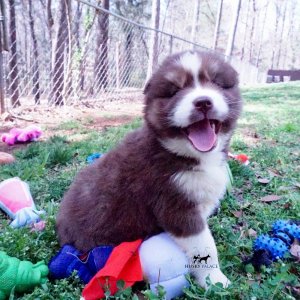 Siberian Huskies for Sale