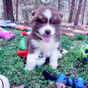 Siberian Huskies for Sale
