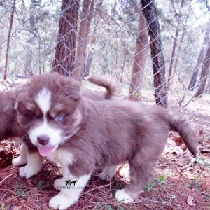 Siberian Huskies for Sale