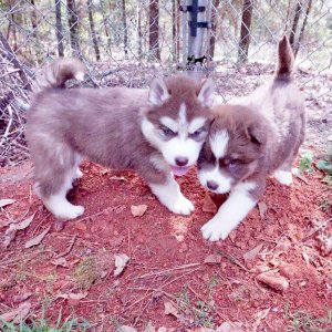 Siberian Huskies for Sale