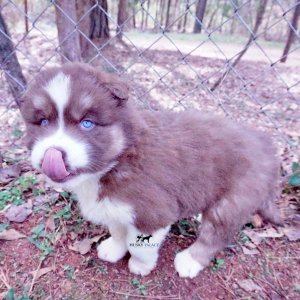 Siberian Huskies for Sale